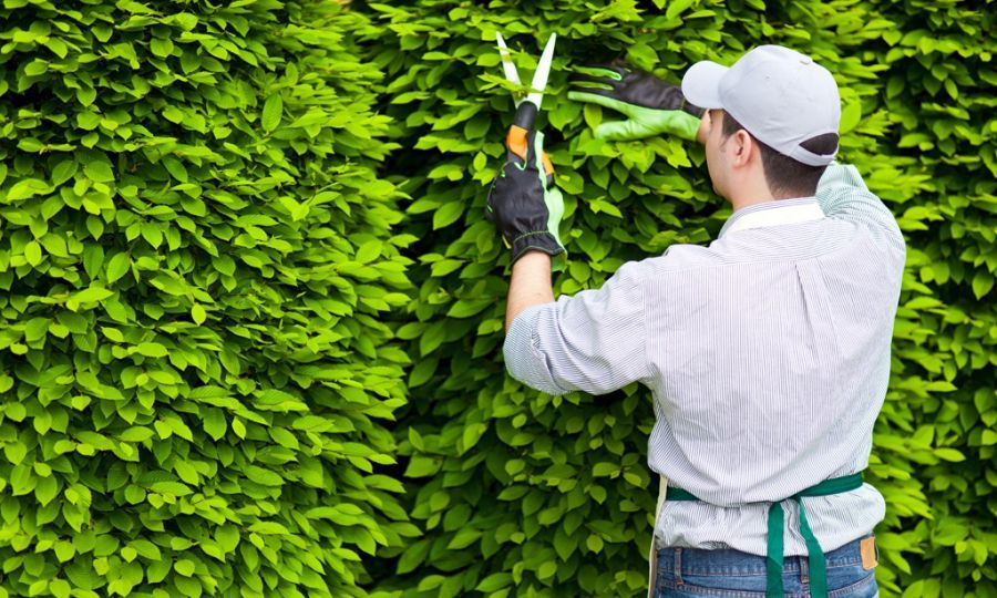 Chăm sóc cây cảnh tại nhà