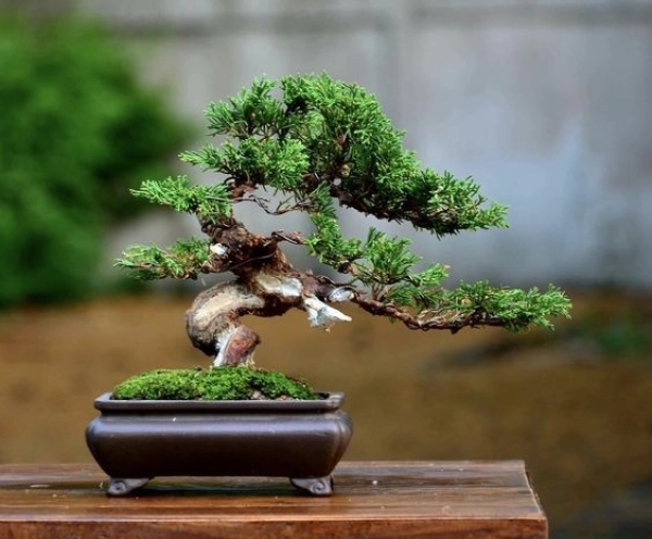 Cây BON SAI