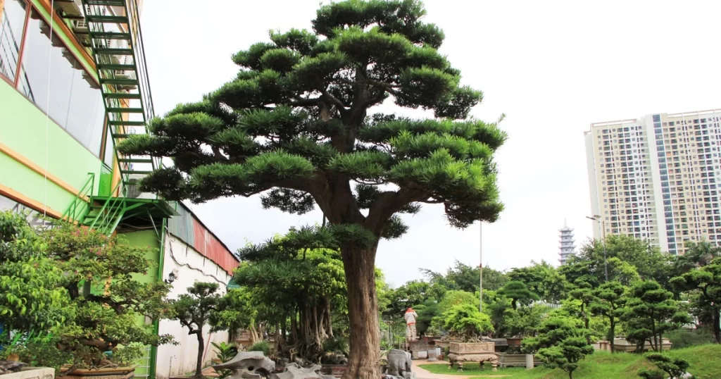 Cây chậu lớn